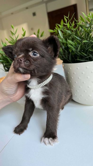 Chłopczyk Czekoladowy Chihuahua Mini 1,8kg z Rodowodem Chipem Max
