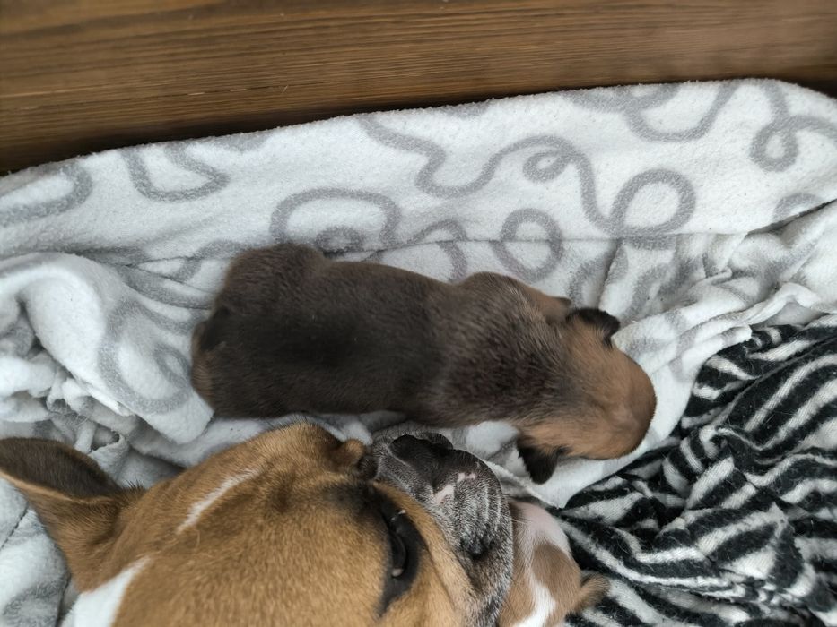 Buldogue Francês Lilac Tan - Macho