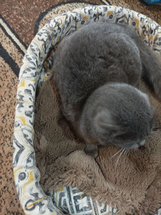 Продам кішку британська весловуха