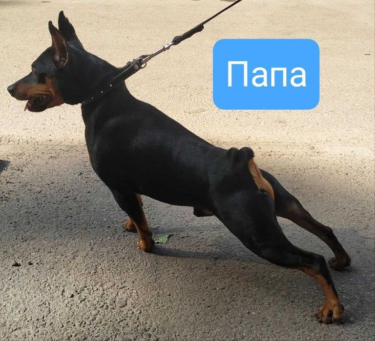 Цвергпинчер щенки