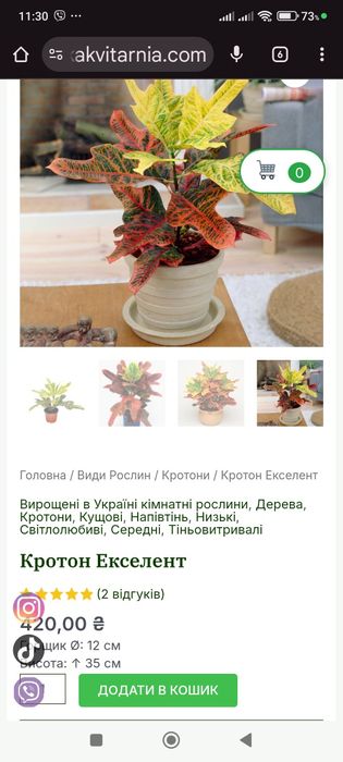 Кротон комнатное растение