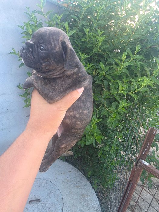 Bulldog frances tigrada femea