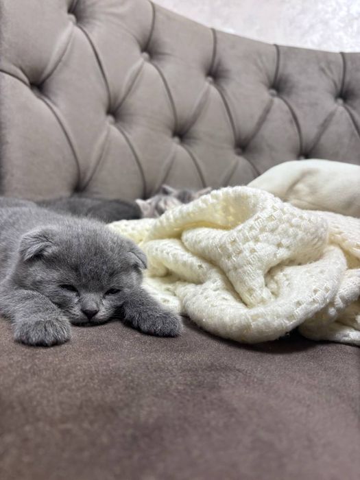 Шотландські висловухі  кошенята