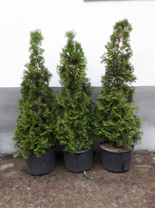 Туя,туя захiдна Смарагд.