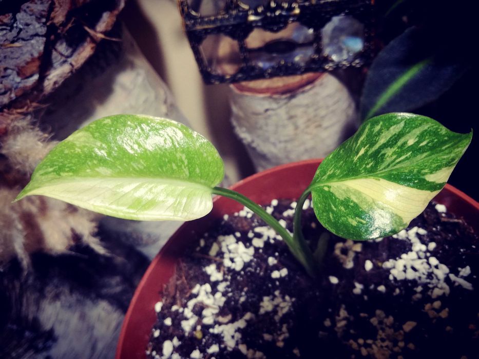 Monstera Thai Constellation Big Form Variegata potwór philodendron