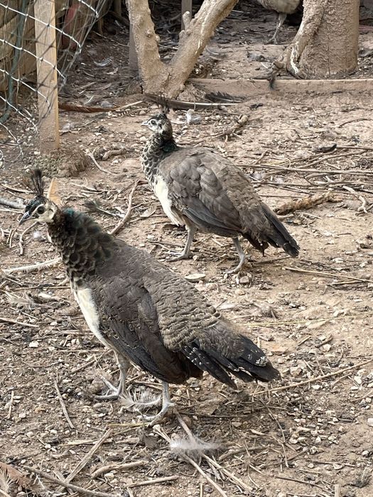 Pavões Azuis adultos