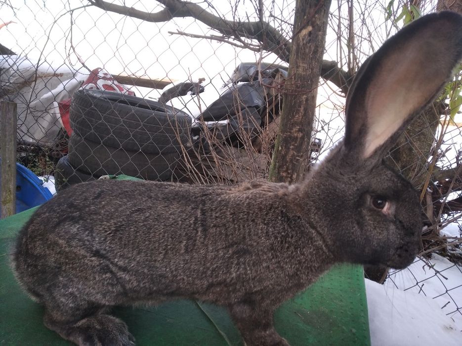 Sprzedam samiczkę boż