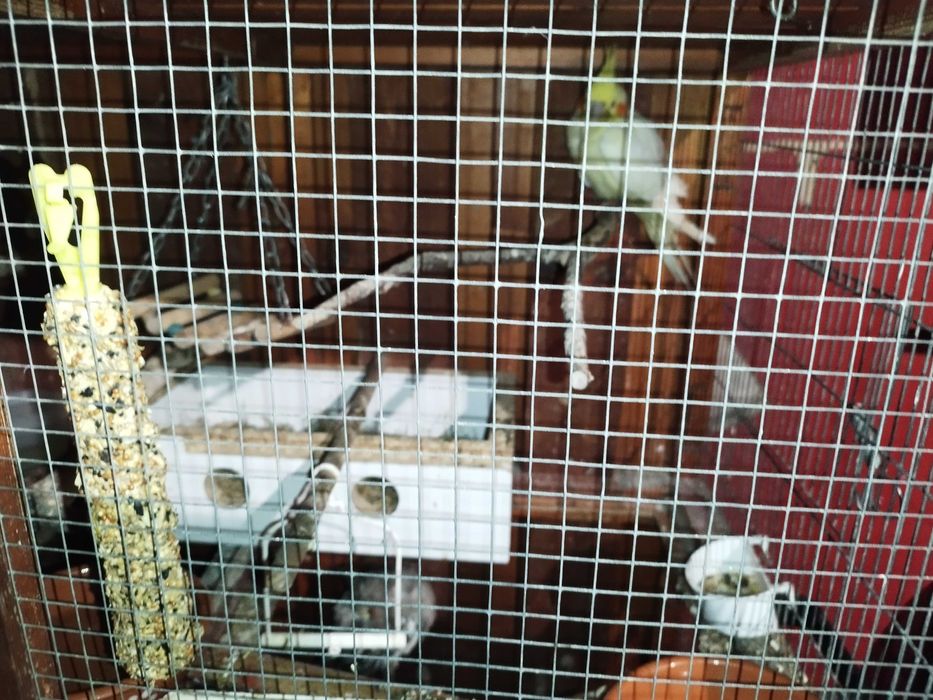 viveiro De Criação Aves
