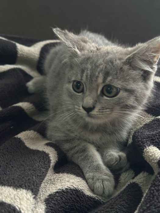 Продаю котиків в добрі руки