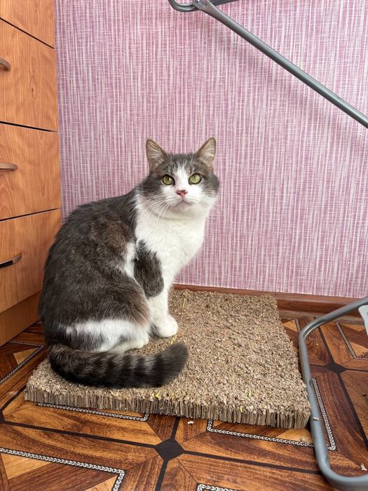 Котик в добрі ручки