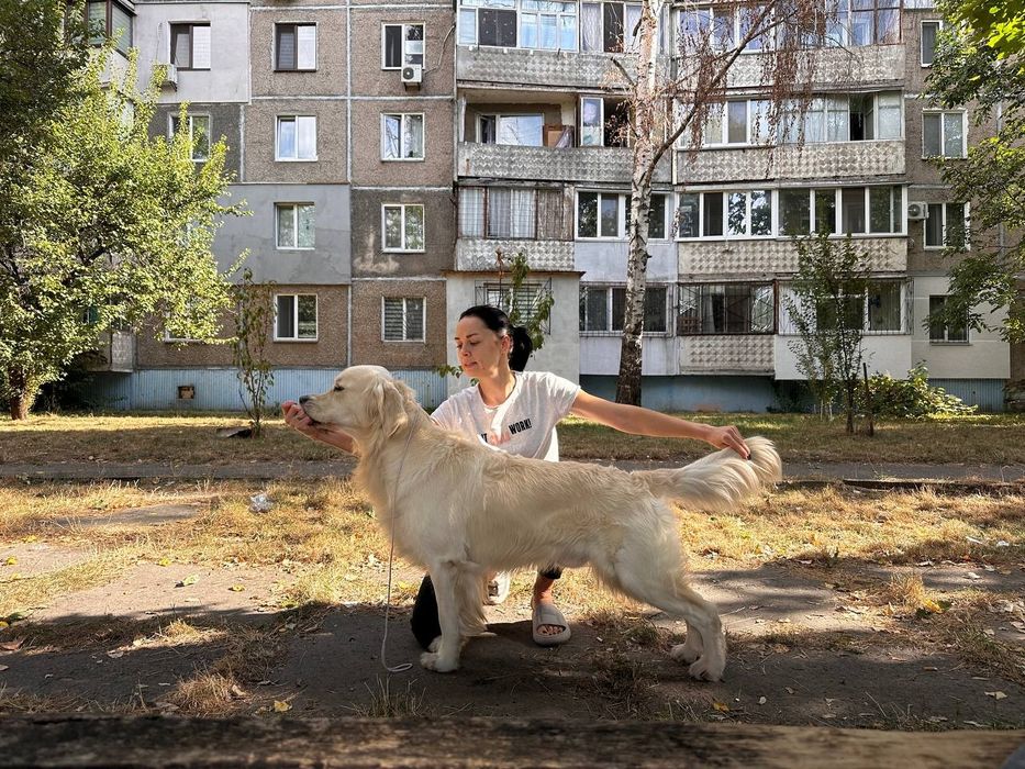 В'язка, золотистий ретривер