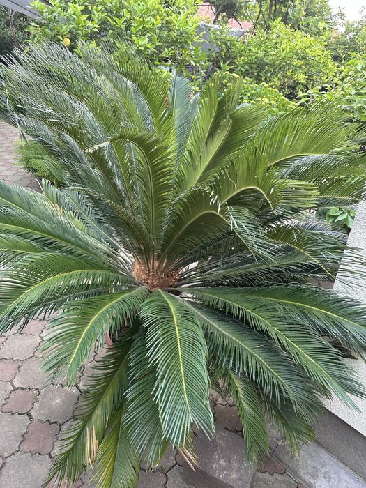 Сагова пальма