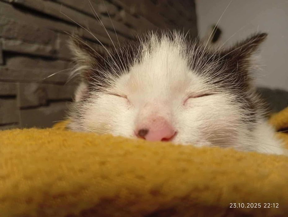 Podaruj domek Jasiowi