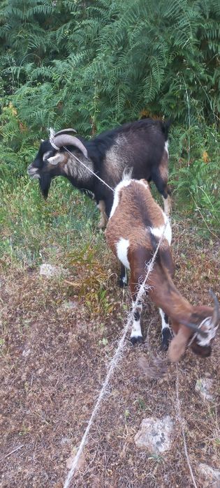 Casal cabras anãs