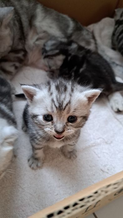 Котята Скотиш Фолд и Скотиш страйт