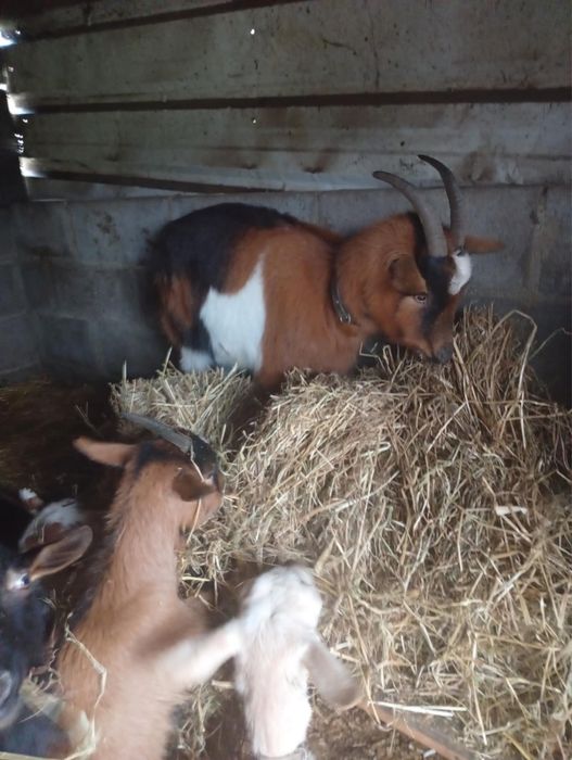 Disponiveis cabras novas