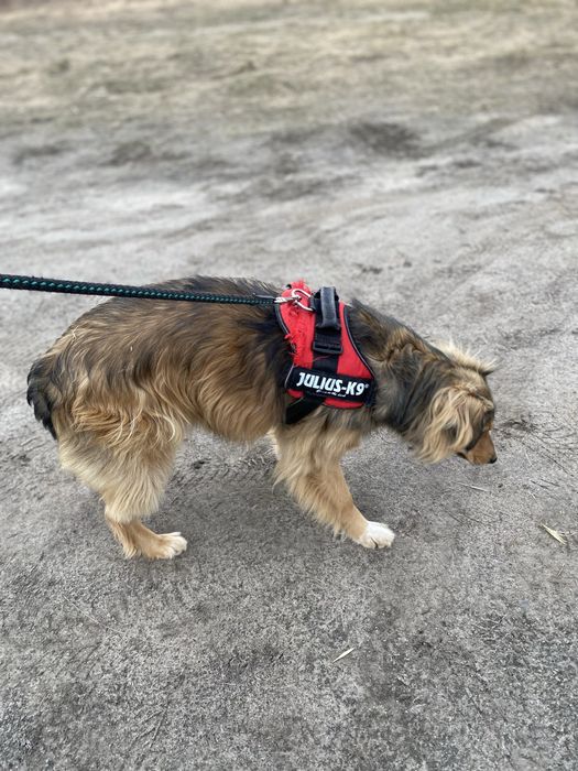 Rudek szuka domu 2-3 letni zaczipowany i wykastrowany