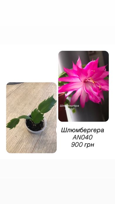 Шлюмбергера AN040