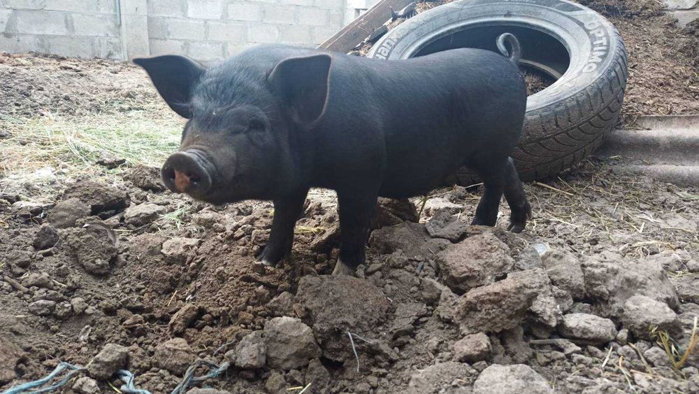 Поросята в'єтнамські 1,5 місяця