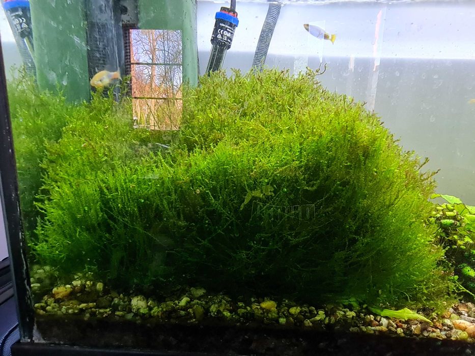 Mech do akwarium. Duża porcja