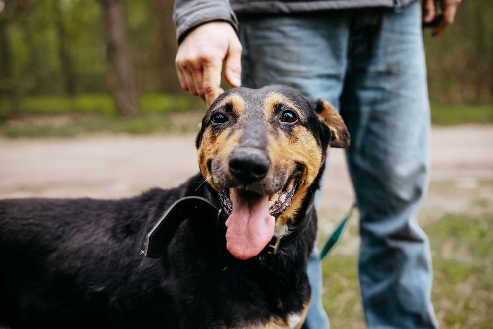 JESION - niesamowity pieszczoch szuka domu