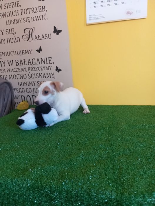 Ostatni Piesek Jack Russell terrier