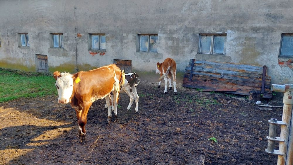 Cielęta jalówki odsadki 100% simental