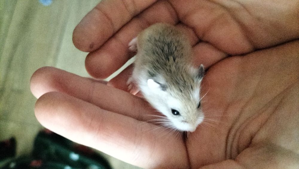 Chomiki Roborowskiego