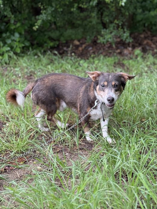 Majk mały lękliwy piesek do adopcji