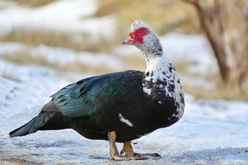Молодняк мускусних качок 6-7 міс (індокачка, индоутка),
