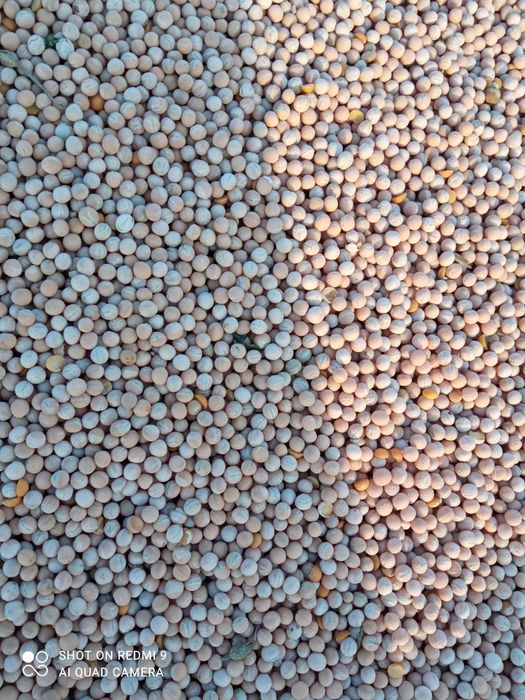 Groch siewny Mecenas