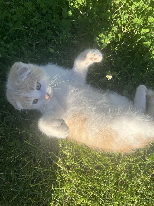 Віддам котика в добрі руки(хлопчик 2м.)
