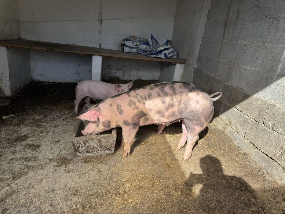 Porco pietrain com 80 kg