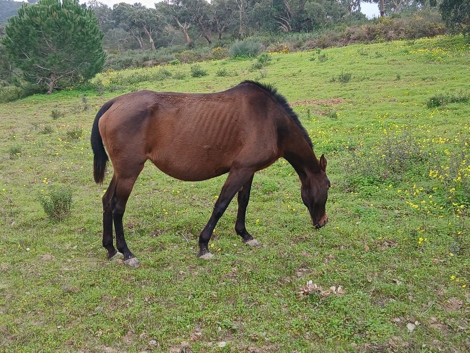 Égua Lusitana pontuada e gestante