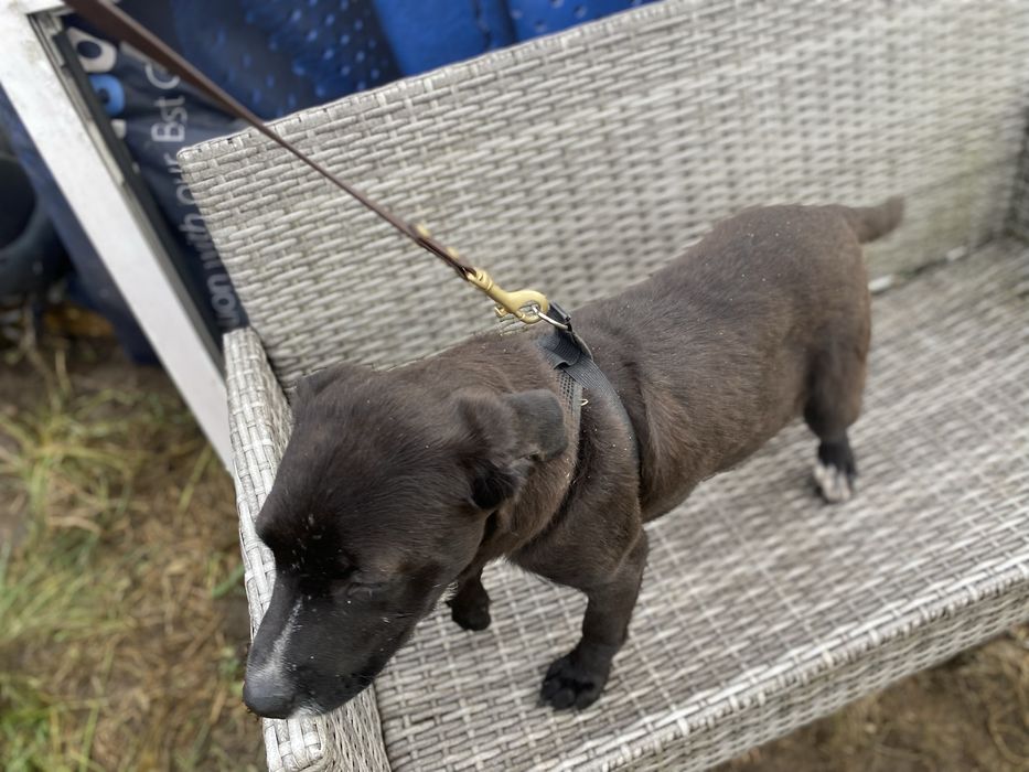 Suczka w typie wyżła do adopcji 4-5 miesięczna