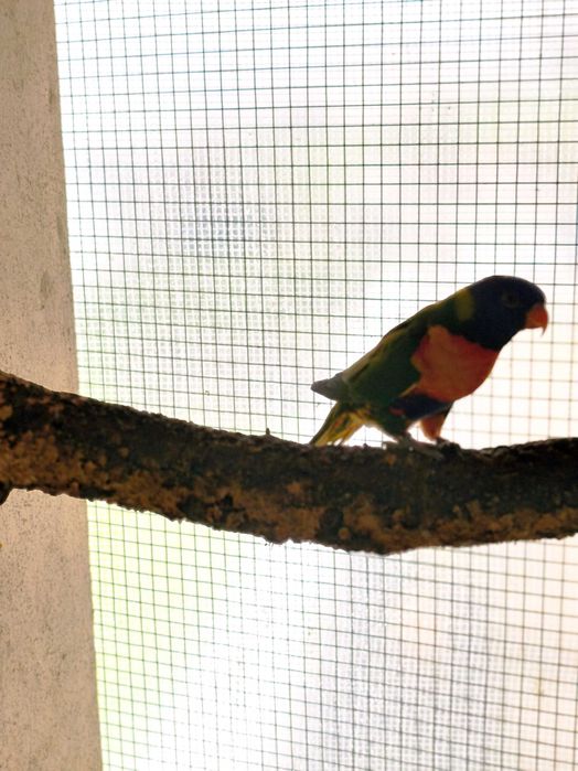 Fêmea loris molucanus