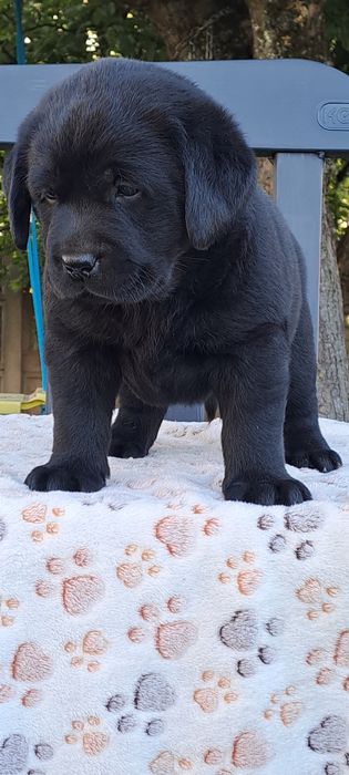 Labrador retriever czarny szczeniak