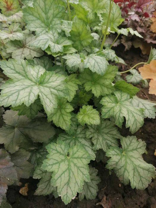 Гейхери (набір сортів)