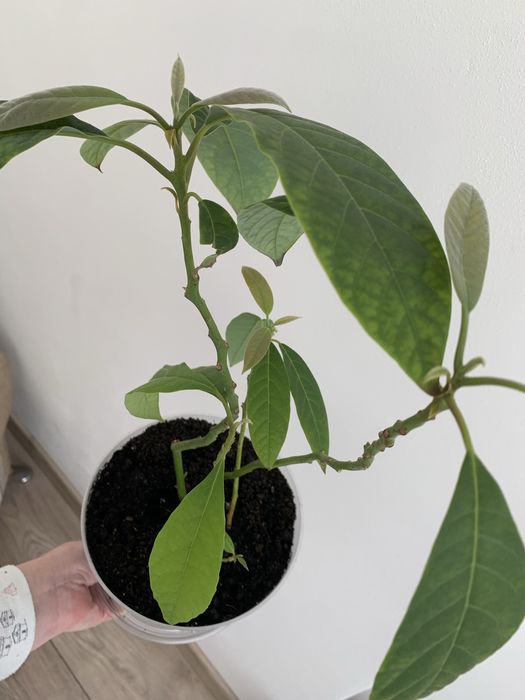 Авокадо 5паростків