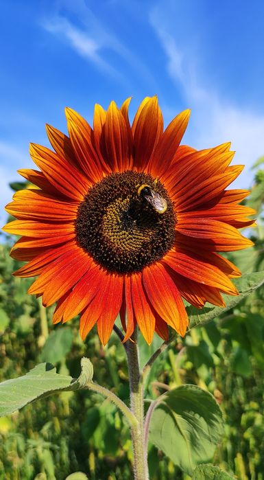 F-RA PASZPORT Słonecznik ozdobny nasiona TAYIO MIX ODMIAN