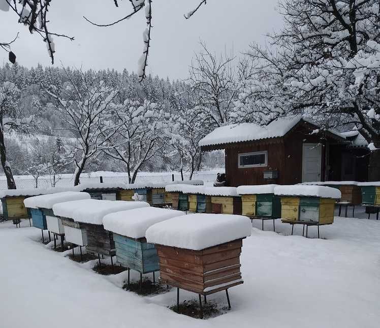 Продам бджолопакети