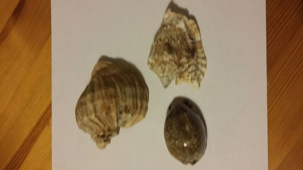 Ракушки 3 шт.