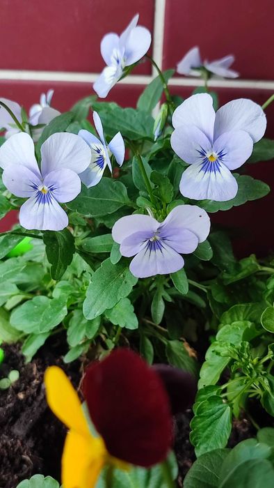 Flores comestíveis frescas