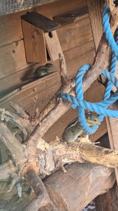 Młode wiewiórki chińskie na sprzedaż