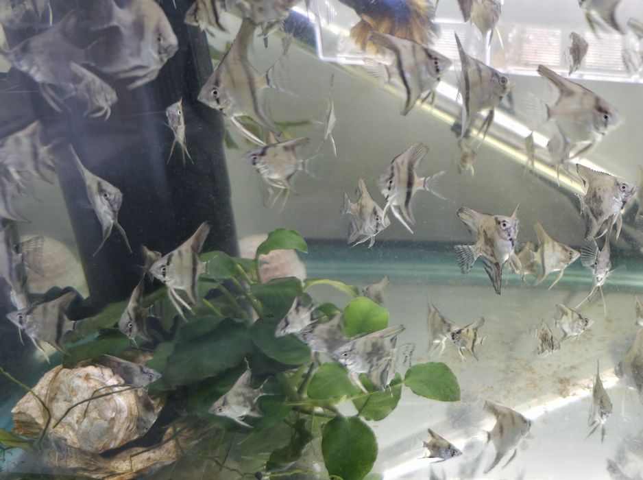 Pterophyllum scalare - Escalar Azul Riscado - Criação Própria