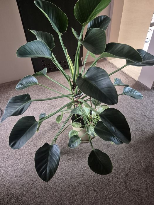 Piękny filodendron Green Princess 115 cm