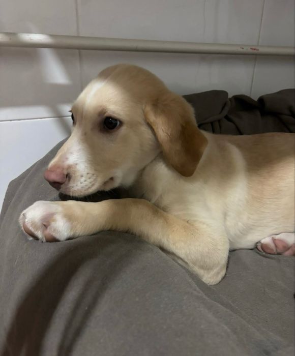 Bebé para adoção responsável