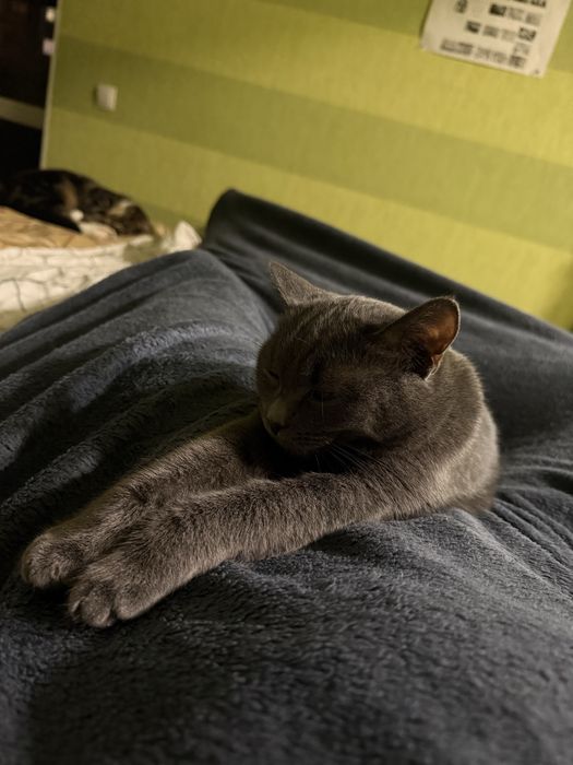 Кошенята в добрі руки Віддам безкоштовно