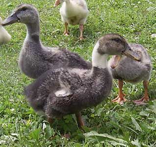 Инкубационное яйцо микс утки (украина)