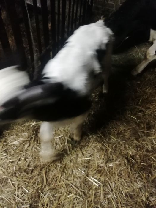 Cielaki od rolnika zdrowe